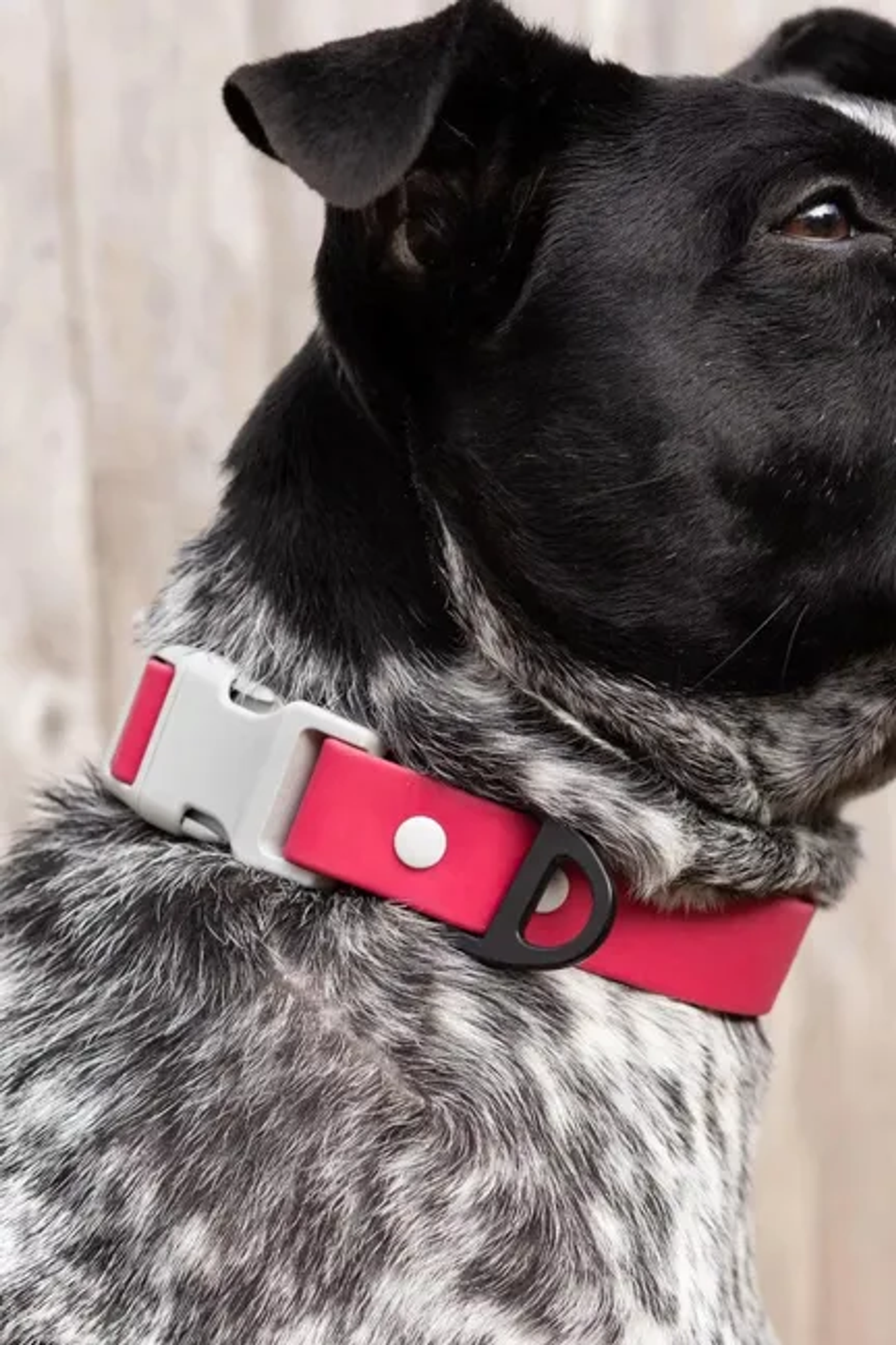 Red Mountain Syrah Waterproof Dog Collar